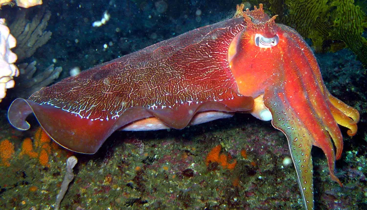 Close-up photograph of a large red cuttlefish.