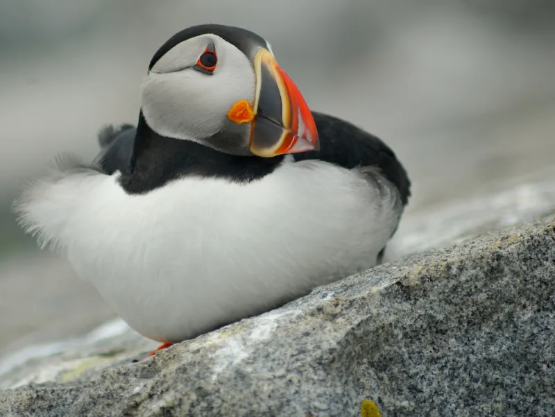 A puffin sits on a rock.