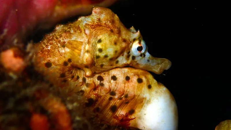 Bigbelly Seahorse A Bigbelly Seahorse