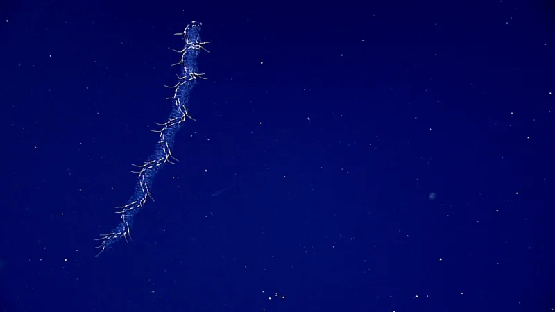 a glowing deep sea creature