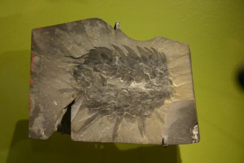 a fossilized ancient sea creature