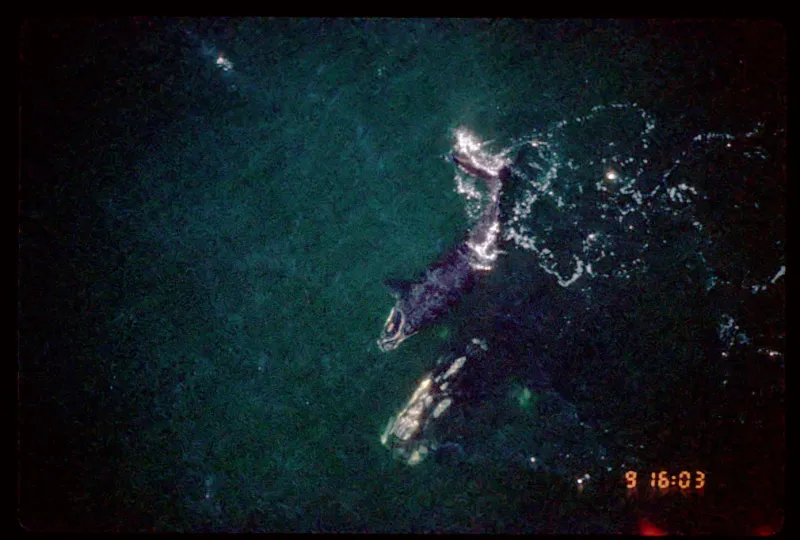 In 1996, at age nine, Phoenix has her first calf (North Atlantic right whale #2605) off the southeast coast of Florida.