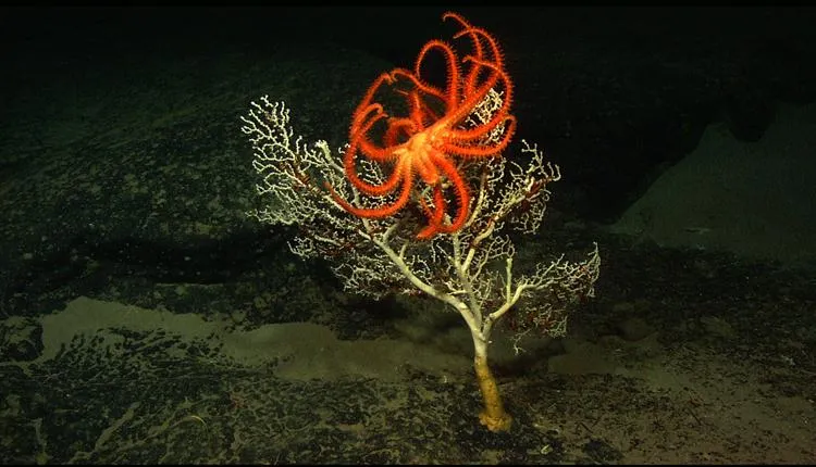 Photograph of an orange many-armed sea star on an erect delicately-branched coral in a dark sea.