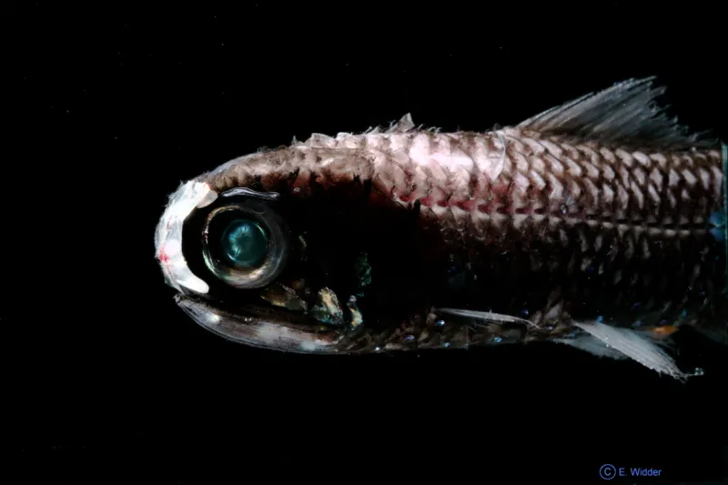 A photo of a lanternfish with its nasal light organ illuminated. 