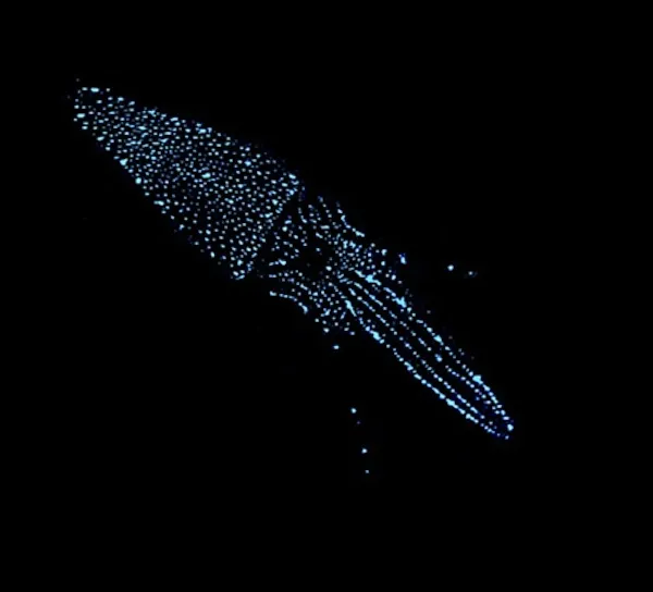 A photo of a squid using bioluminescence to hide in the deep sea. 