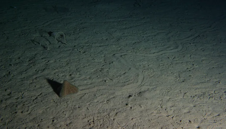 This urchin (Echinocrepis rostrata) leaves tracks as it moves across the ocean floor.