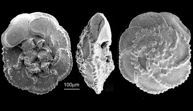 Globotruncana falsostuarti -- a foram that lived about 75 million years ago, during the Cretaceous Period.