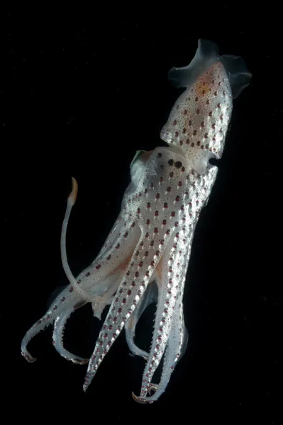This jewel squid (Histioteuthis bonnellii) lives above the Mid-Atlantic Ridge.