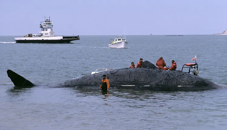 The Smithsonian Marine Mammal team moves into action after a dead sperm whale is spotted floating off Cape Hatteras, N.C.