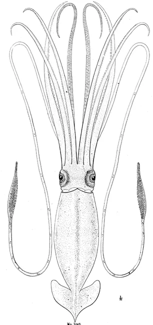 Published in 1882 by Yale Professor A.E. Verrill, this is the first scientific illustration of a giant squid.