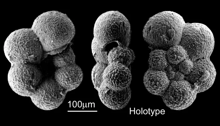 Hedbergella sliteri - this specific specimen is the "holotype" for this species. That means it is the reference point for what all members of the species should look like.