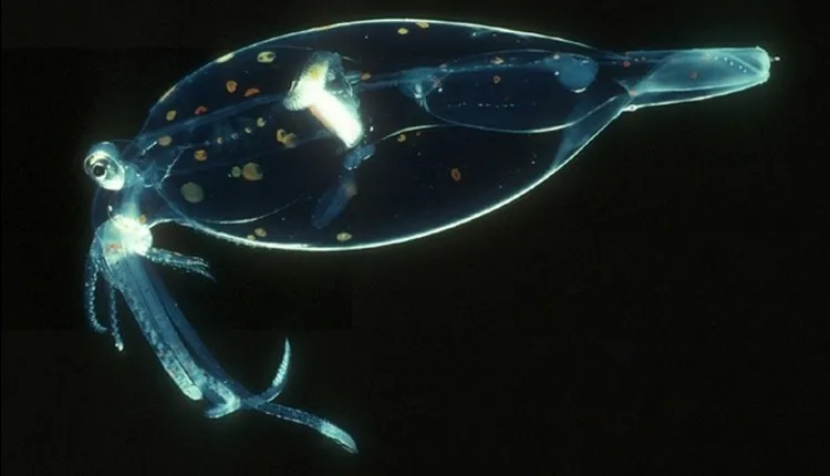 Photograph of a transparent polka-dotted squid in the dark ocean.
