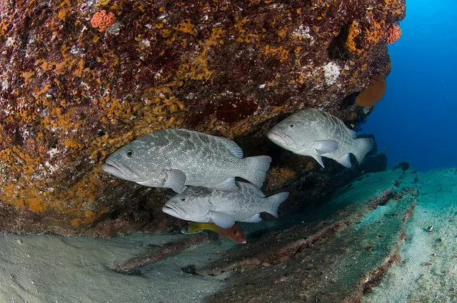 Three gray fish swim in front of a large coral head.