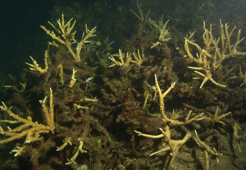 These corals are dead—smothered in sediments and overgrown with algae.