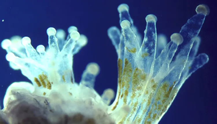 Close-up photograph of translucent coral polyps, showing the symbiotic algae living inside.