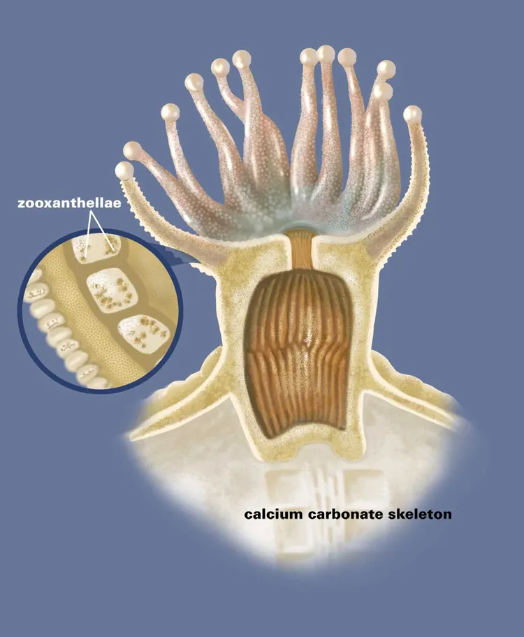 What is coral? The answer is coral is an animal. This cutaway diagram of a coral polyp shows the location of its photosynthetic algae, or zooxanthellae, which coral needs to survive.