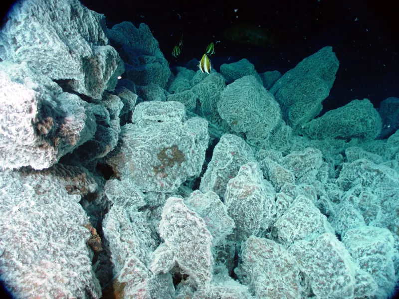 rocks covered in a slimy microbes