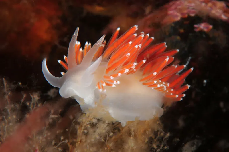 A reddish-orange nudibranch. A reddish-orange nudibranch.