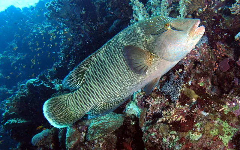 A female napoleon wrasse swims by a reef