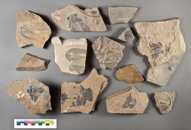 A handful of fossil pieces from the Cambrian period sit on a gray background.