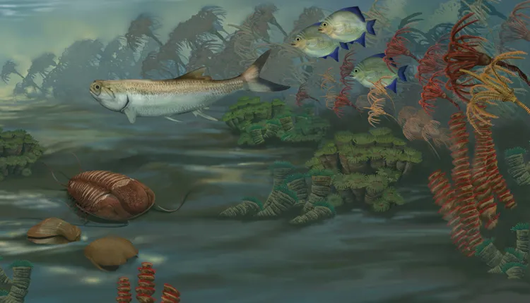 Illustration of the Paleozoic shallow water habitat. Illustration of the Paleozoic shallow water habitat.