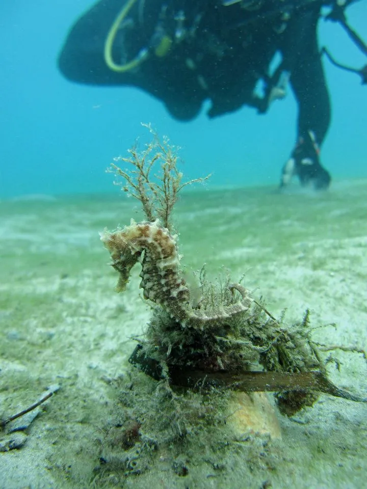 Seahorses make noise! Seahorses make noises that can be heard underwater similar to the sound of smacking your lips. They make them during feeding and courtship.