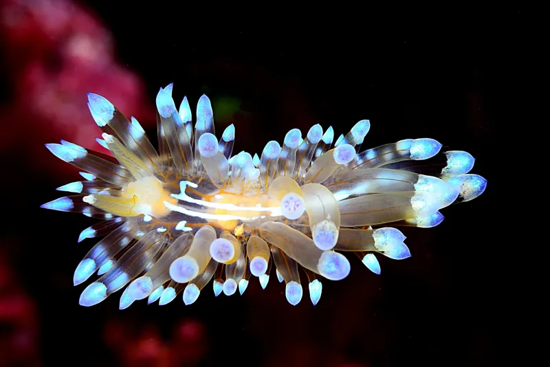 Stunning Sea Slug Sea Slug