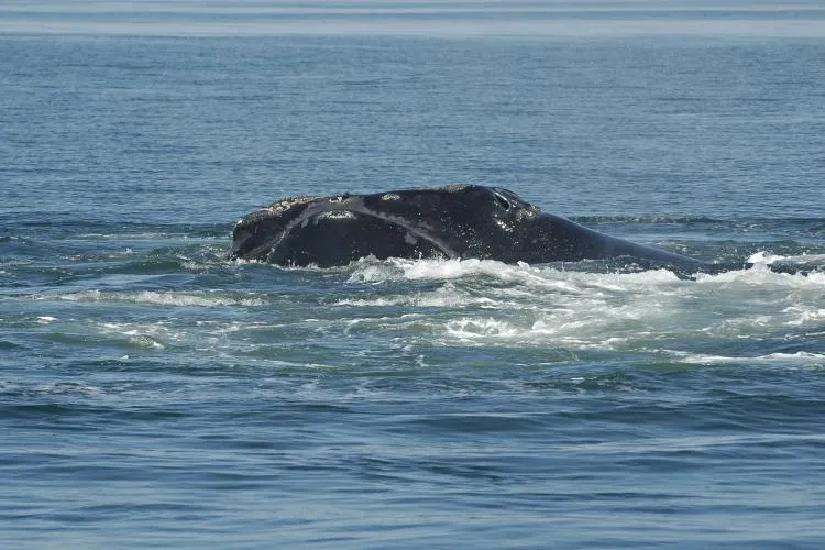 Phoenix was photographed swimming off the coast of Canada in the Bay of Fundy in August 2007.