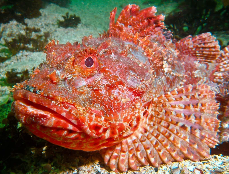 A red scorpionfish