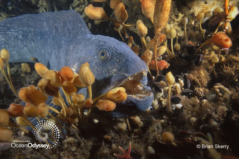 An Atlantic wolffish hiding on Cashes Ledge off the New England coast. 