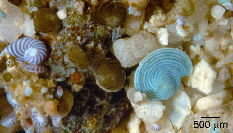 In this photo of a shallow coral reef in the Pacific there are three species of forams. Their colors come from the symbiotic algae that live inside the foram shells.