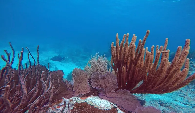 a sea fan grows over dead coral
