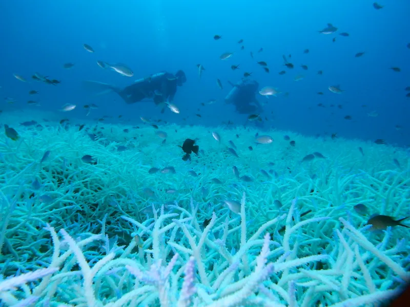 scuba divers swim over bleached stag corals