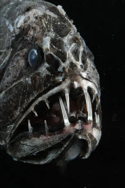 This aptly named fish has two long fangs.
