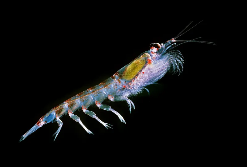a colorful crustacean with hints of purple in its shell and green in its belly
