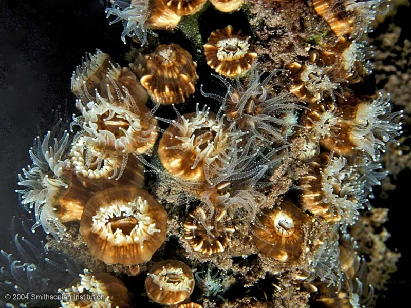 Close up image of dwarf cup coral polyps. 