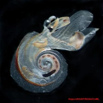 A Swimming Snail A sea butterfly, or sea snail, swims in the open ocean.