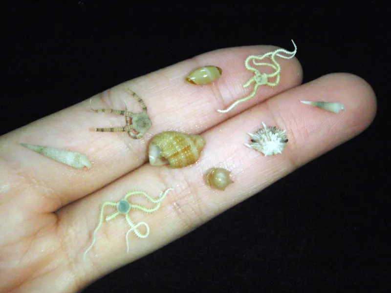Nine small invertebrates held on two fingers.