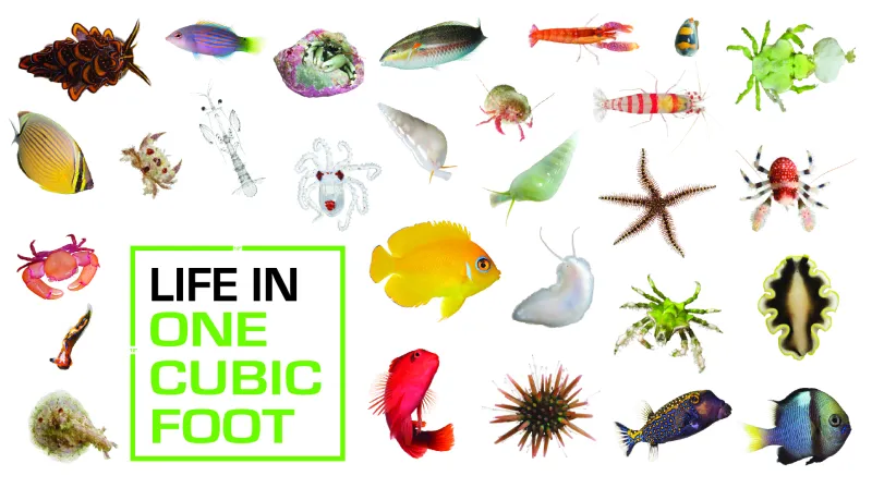 Image of many colorful ocean species with a white background. 