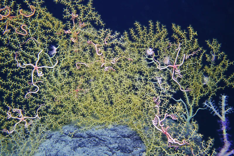 Deep sea octocorals and brittle star friends A healthy, deep sea octocoral and their brittle star partners