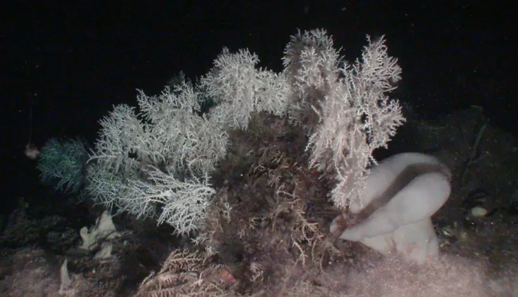The crew aboard Oceana’s research vessel Ranger were surprised to discover large colonies of deep-sea white coral in the Western Mediterranean Sea.