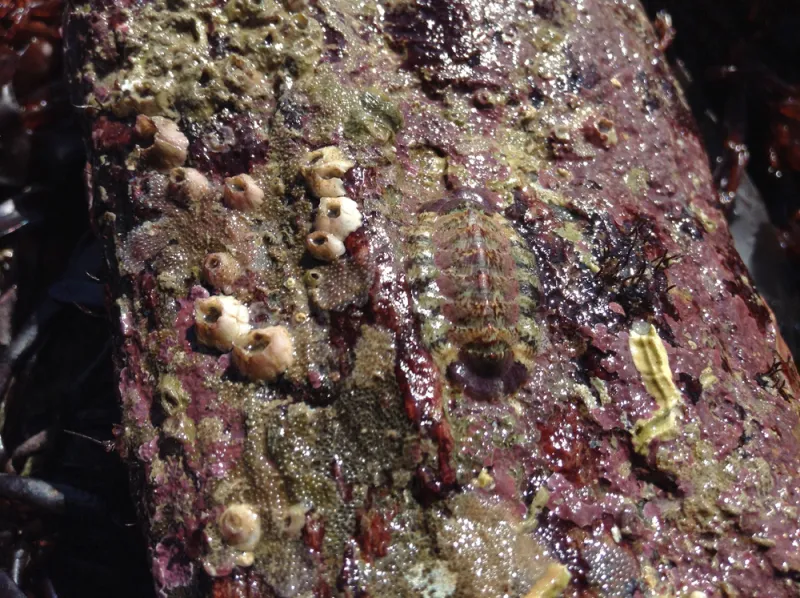 A chiton displays its overlapping protective plates running down the back.