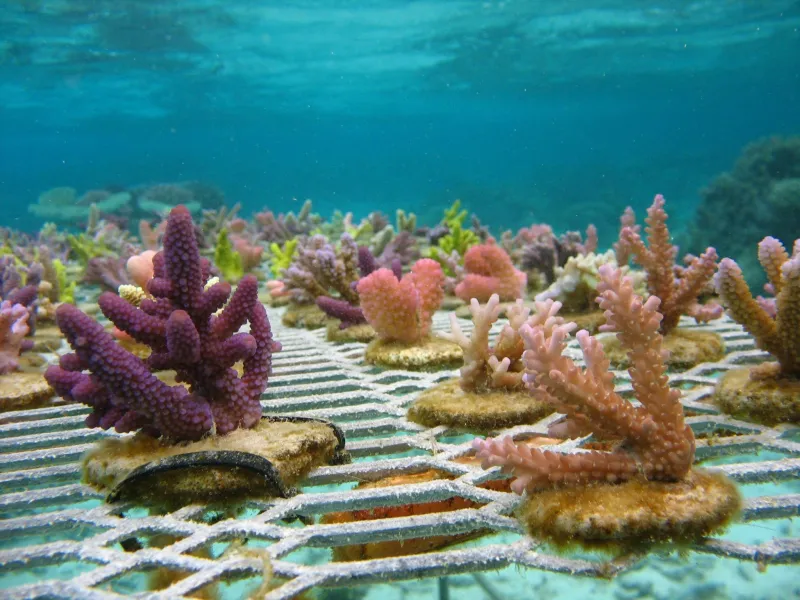 Purple, pink and green corals growing underwater on a metal fence-like substrate.
