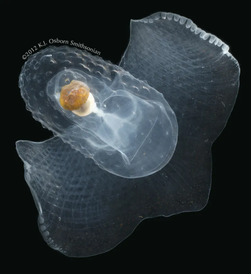 Corolla moves through the water by flapping a wing plate nearly twice the size of its gelatinous shell, giving it the nickname “sea butterfly”.