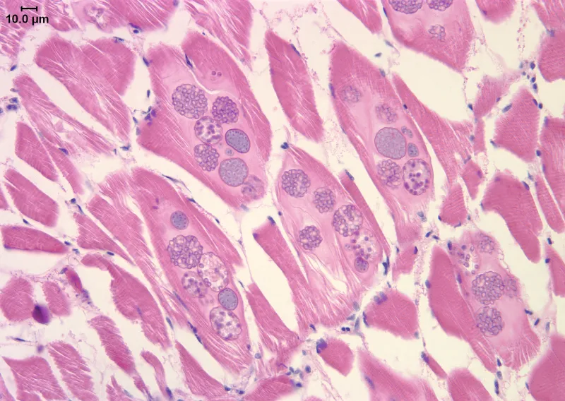 A zoomed in photograph of dyed animal cells.