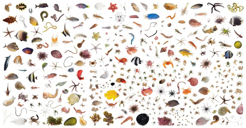 A collage of the wildlife found in one cubic foot on the reef near Moorea, French Polynesia.