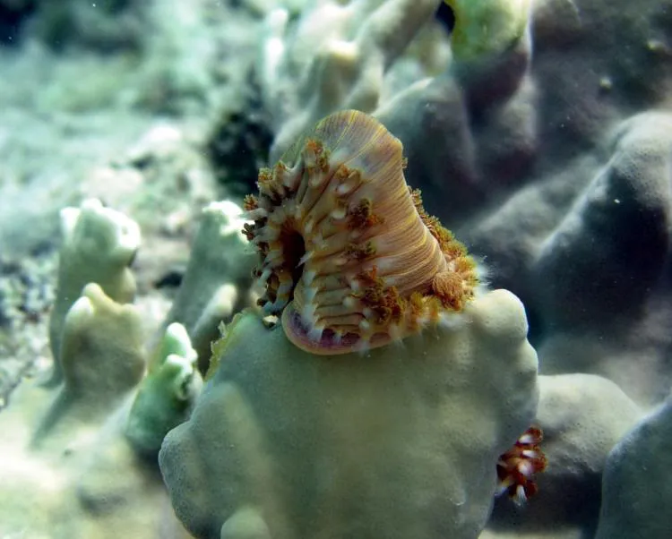 Photograph of a bristly brown and white worm, with one end pressed against a pale green coral.