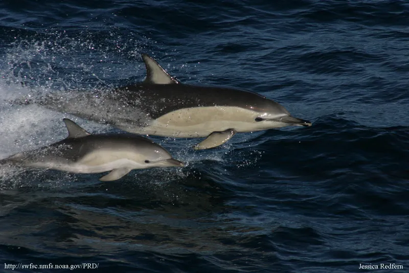 A common dolphin with calf jump through the ocean.