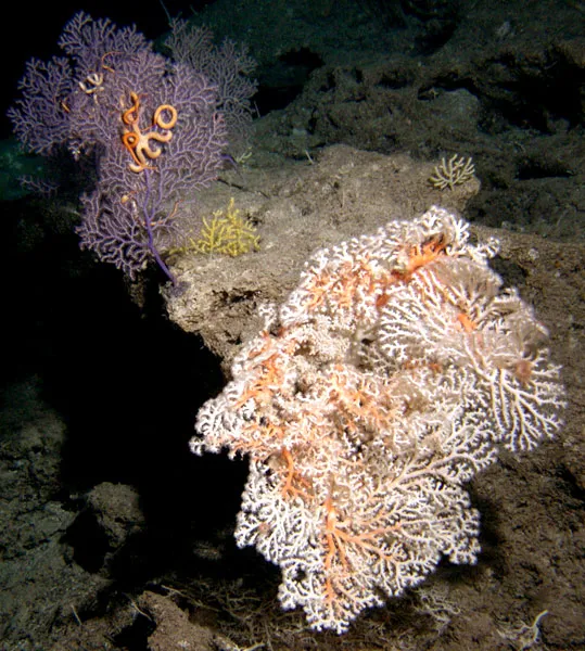 Shown here are several deep-sea coral species: From left to right are an unidentified purple octocoral, a small gold acanthorgorgiid octocoral, and a large colony of pink Corallium secundum