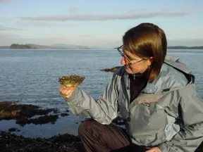 Melissa Frey, Encyclopedia of Life (EOL) Rubenstein Fellow, examines a Pacific oyster (Crassostrea gigas) on a chilly day in Sidney, British Columbia. In addition to holding an EOL Fellowship, Melissa is a Research Associate at the Royal BC Museum, where she continues to engage in taxonomic studies.